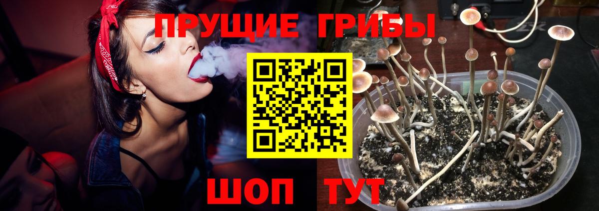 Псилоцибиновые грибы GOLDEN TEACHER  Галлюциногенные грибы Psilocybine cubensis  Чебаркуль  Вход с VPN 